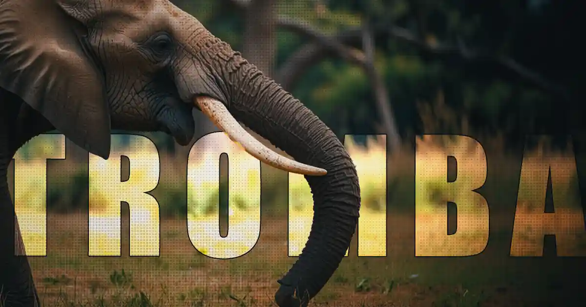 A Força Incrível da Tromba do Elefante Africana