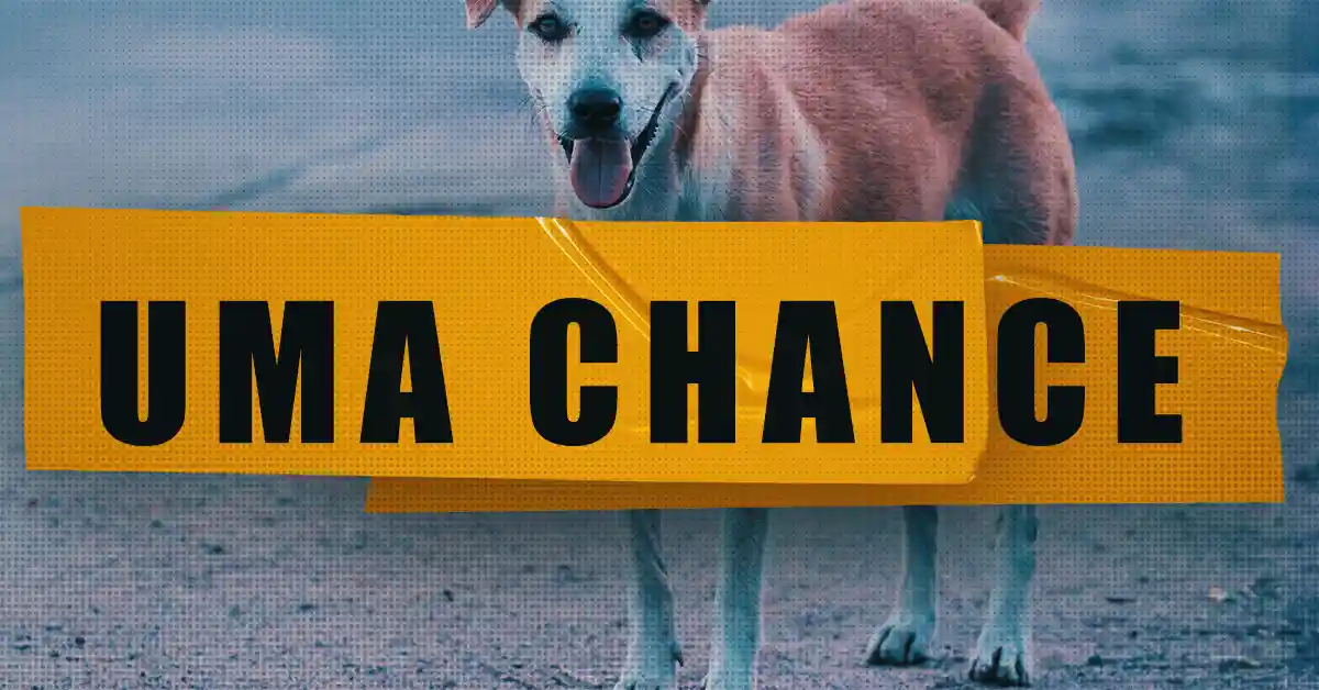 ANIMAL ABANDONADO: Os benefícios da adoção de um CACHORRO DE RUA