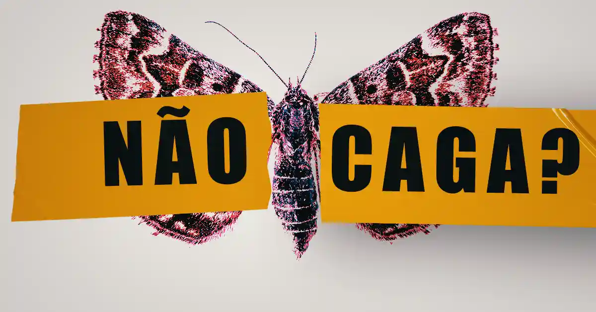 As mariposas não têm estômago: Como se alimentam?