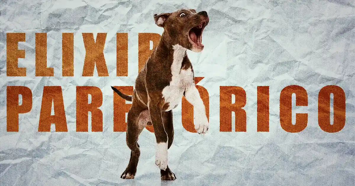 Cachorro pode tomar Elixir Paregórico? Descubra!