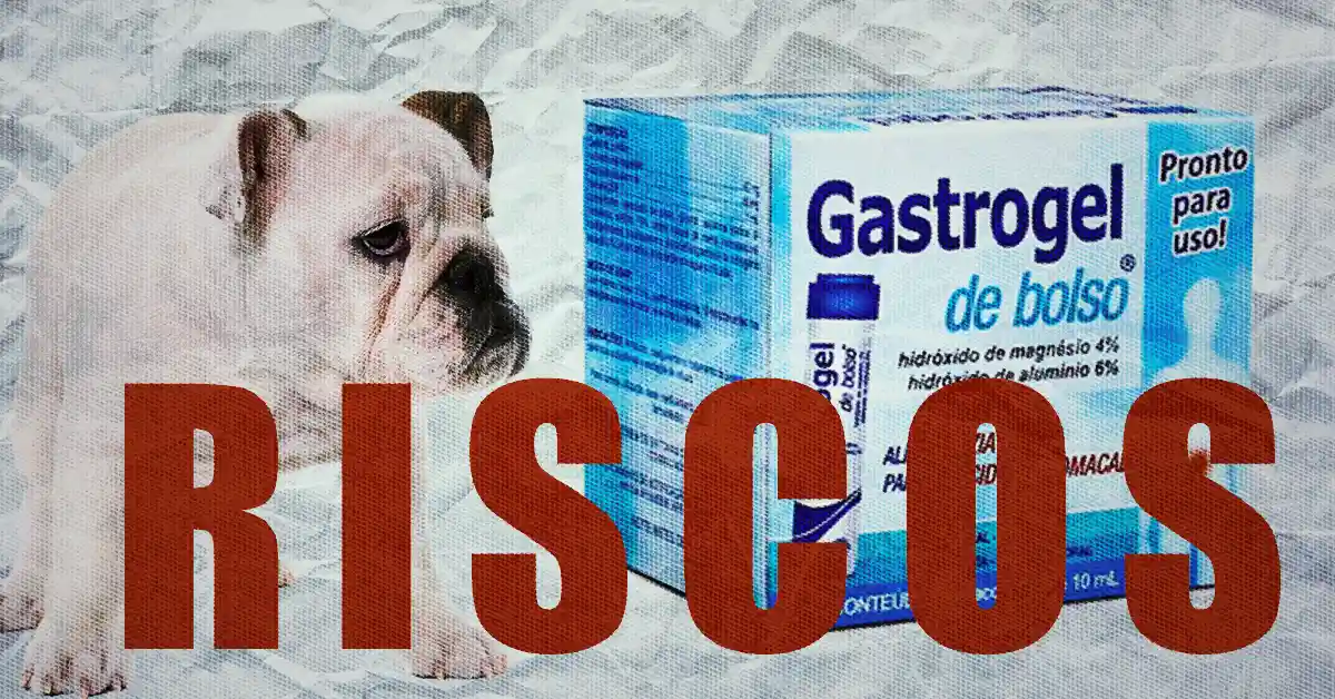 Cachorro pode tomar Gastrogel? Riscos e benefícios