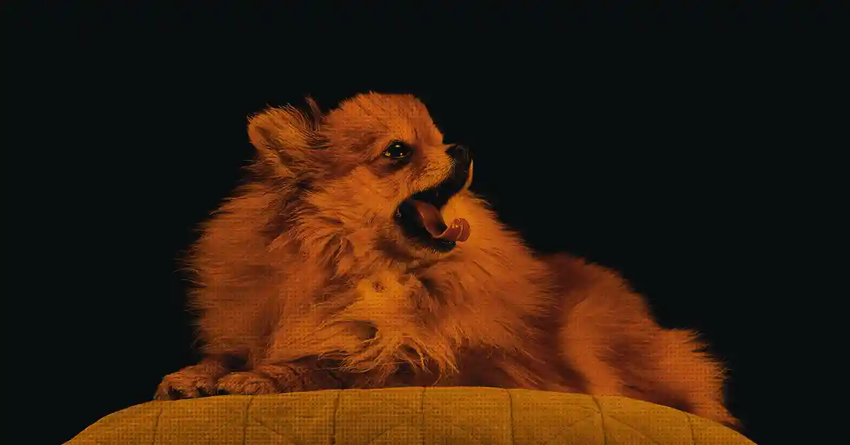 Cachorro pode Tomar Ranitidina? Descubra agora!