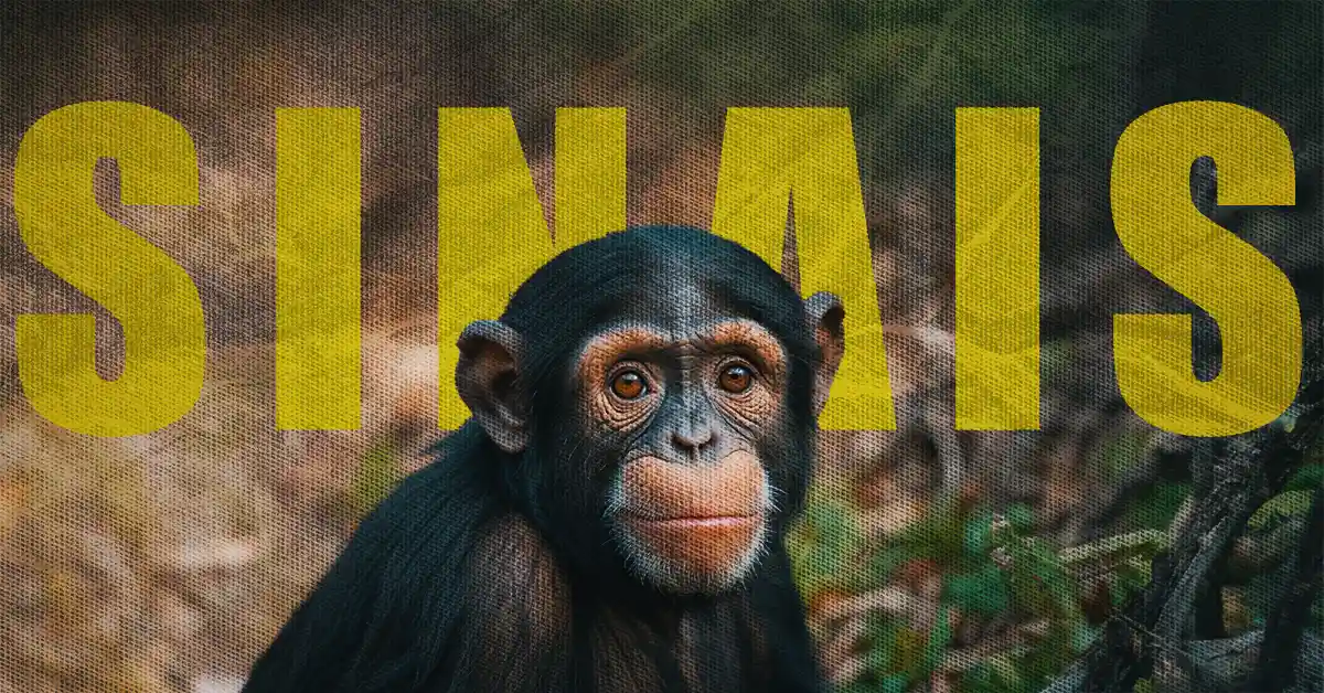 Chimpanzés falam: a incrível história da linguagem de sinais