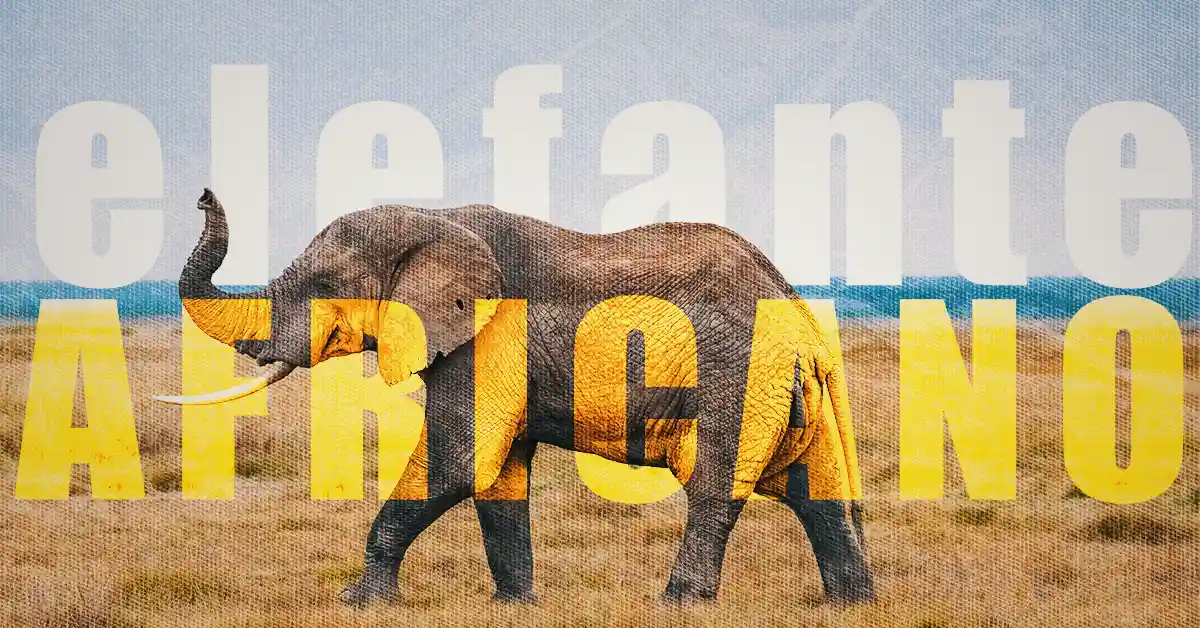 Elefante Africano: Gigante da Savana Africana