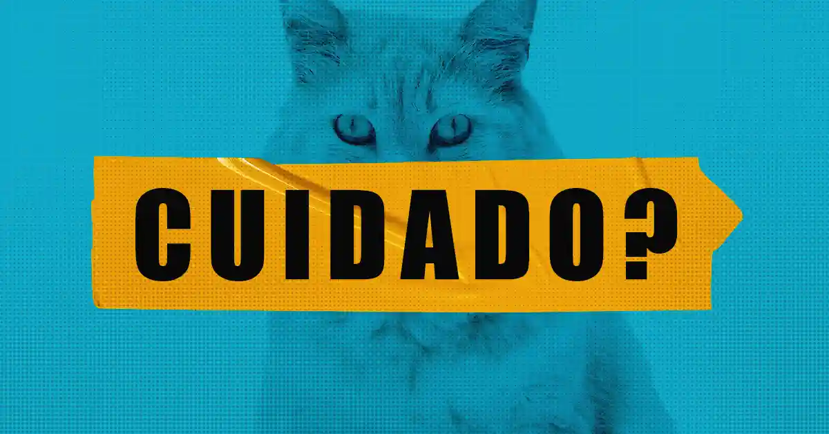 Gato pode Tomar Hidroxizina? Descubra a Verdade!