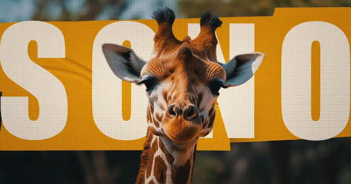 Girafa: Por que as girafas dormem pouco?