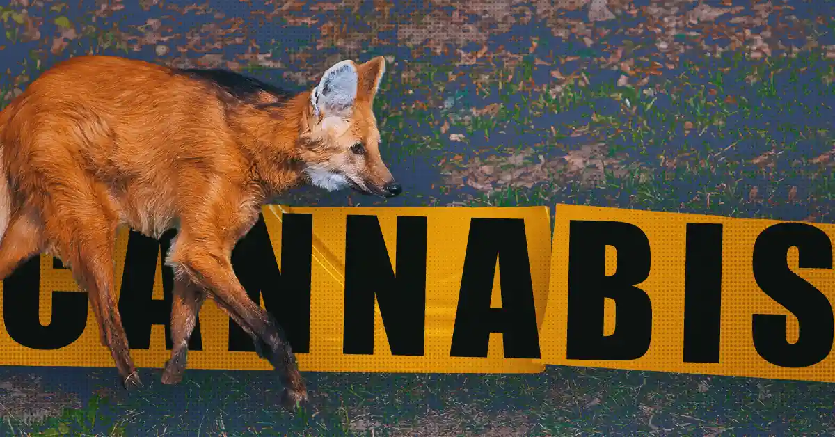 Lobo Guará: O canídeo sul-americano com cheiro de maconha