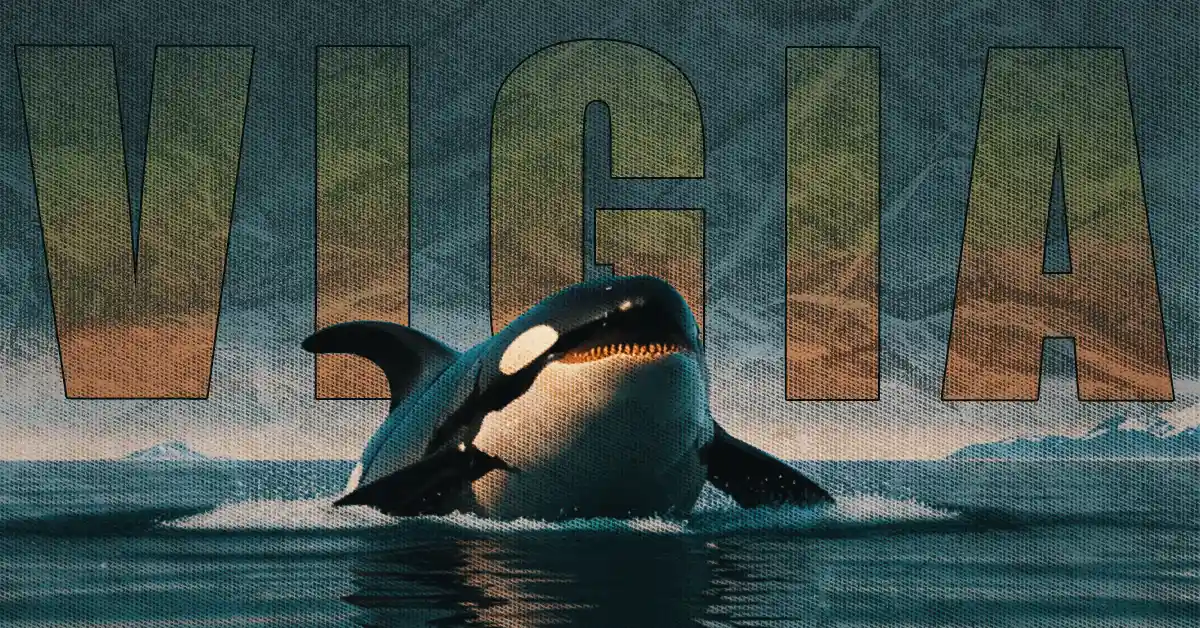 Por que as orcas dormem de olho aberto?