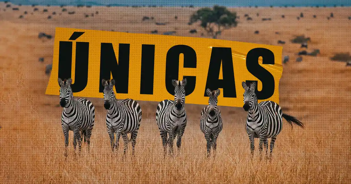 Por que as zebras têm listras? A ciência explica